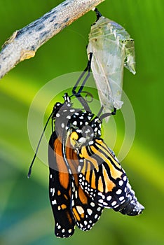 Monarch butterfly emerging from its chrysalis.