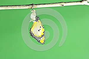 Monarch butterfly emerging