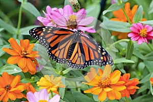 Monarch Butterfly Enjoying the Zinnias