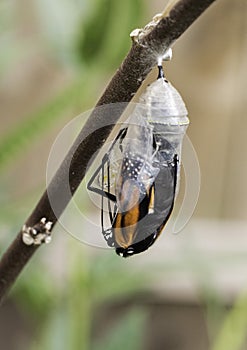 Monarch Butterfly Exiting Chrysalis