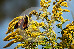 Monarch butterfly during Fall migration, landed on goldenrod