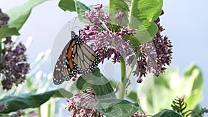 Monarch butterfly feed on milkweed