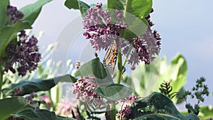 Monarch butterfly feed on milkweed