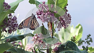 Monarch butterfly feed on milkweed