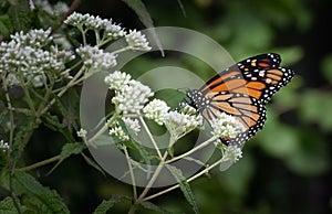 A monarch butterfly feeding on a cluster of small white flowers