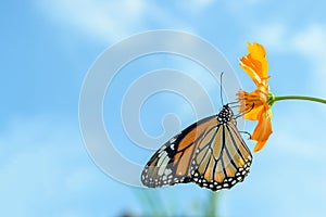 Monarch butterfly feeding on cosmos flowers against blue sky