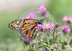 Monarch Butterfly feeding on Flower in Indianapolis, IN, USA