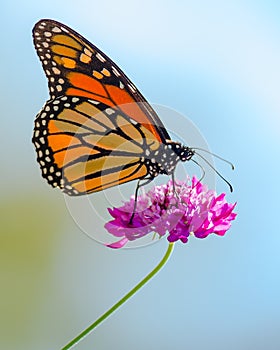 Monarch butterfly