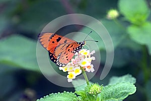 Monarch Butterfly Feeding on a Flower Plant photo