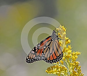 Monarch Butterfly Feeding on Goldenrod