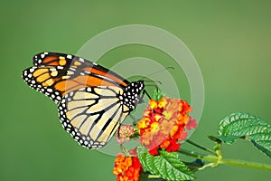 Monarch Butterfly Feeding on Lantana photo