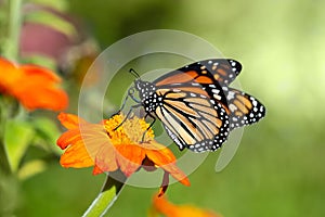 Monarch butterfly feeding on Mexican sunflower