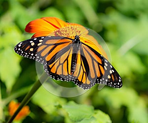 Monarch butterfly feeding on Mexican sunflower