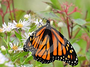 Monarch Butterfly feeding during migration in NYS FingerLakes