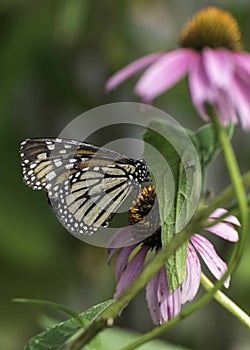 Monarch Butterfly Feeding on Pink Coneflower