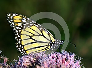 Monarch butterfly feeding on pink flower