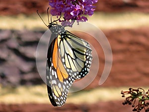 Monarch Butterfly Feeding on the Purple Flower