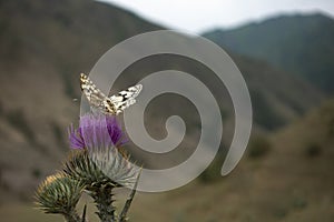 A monarch butterfly feeding Scotch Thistle (Onopordum acanthium)