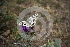 A monarch butterfly feeding Scotch Thistle (Onopordum acanthium)