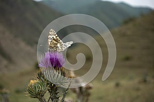 A monarch butterfly feeding Scotch Thistle (Onopordum acanthium