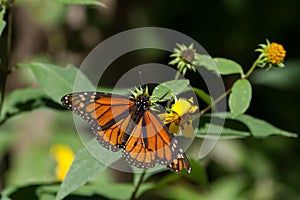Monarch Butterfly feeding on a sunflower.