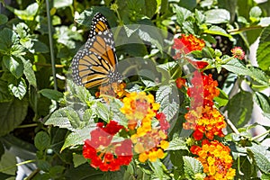 Monarch Butterfly Feeding on Yellow and  Red Lantana