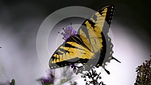 Monarch butterfly feeds on a butterfly bush.