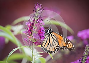 Monarch Butterfly Feeds on Butterflybush