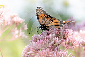 A monarch butterfly feeds on pink flowers in a dreamy meadow