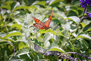 Monarch Butterfly in Flight