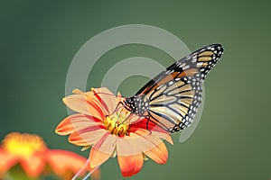 Monarch Butterfly on a flower