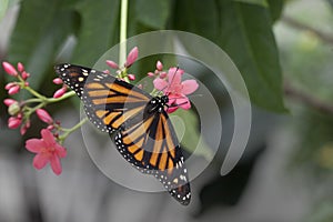 Monarch butterfly on flower