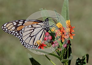 Monarch butterfly  on a flower
