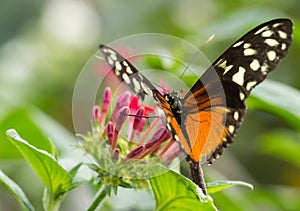 Monarch Butterfly on flower