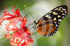 Monarch Butterfly on flower