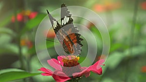 Monarch butterfly on flower. Black and orange butterfly flying away from pink flower after feeding. Slow motion 2