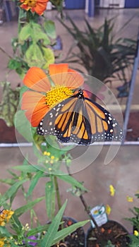 Monarch butterfly flower