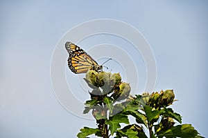 Monarch Butterfly on Flower Buds: A beautiful monarch butterfly with pollen on its face, antennas and wings sits high on hibiscus