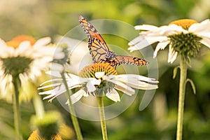 A monarch butterfly in a flower field