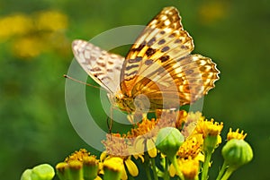 Monarch butterfly on the flower macro