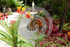 Mariposa sobre el flor en 