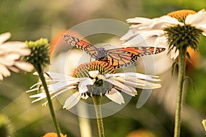 A monarch butterfly in a flower with open wings