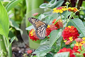 Monarch butterfly on a flower in the park