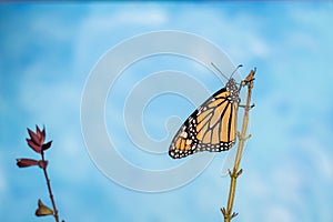 Monarch Butterfly on flower stem blue background