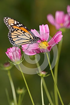 Monarch Butterfly And Flowers