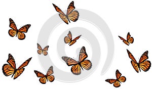 monarch butterfly flying