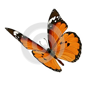Monarch butterfly flying photo