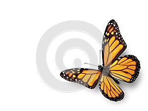 Monarch Butterfly Flying in Corner