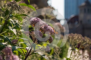 Monarch butterfly in foreground sitting on a milkweed flower in downtown Chicago