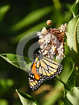 Monarch Butterfly found in the FingerLakes NYS